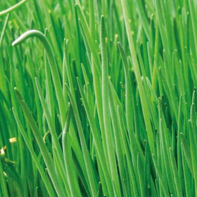 Ciboulette grosse feuilles Staro Bio - Willemse