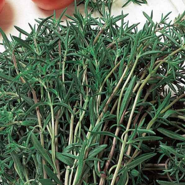 Satureja hortensis - Sarriette commune Bio - Graines d'aromatiques Bio