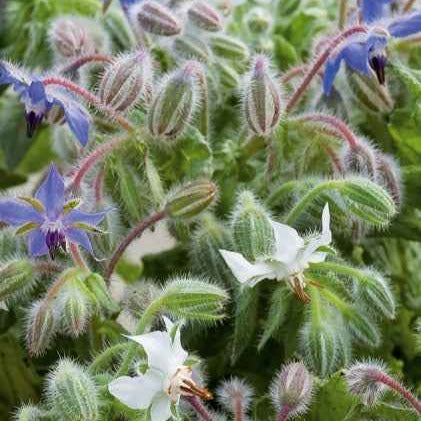 Bourrache Bleu et Blanche - Graines de fleurs - Willemse