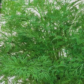 Anethum graveolens compatto - Aneth Bouquet Compatto - Graines d'aromatiques
