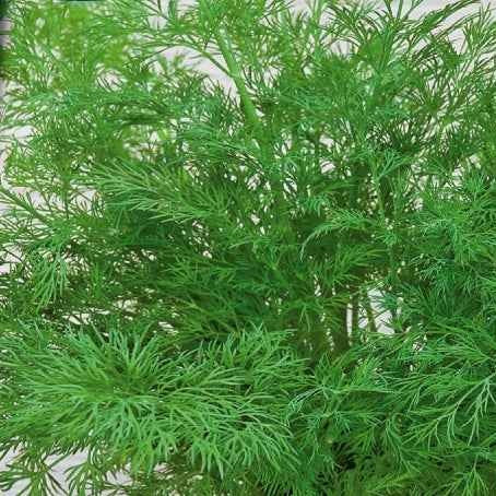 Anethum graveolens compatto - Aneth Bouquet Compatto - Graines d'aromatiques