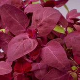 Arroche rouge Red Flash - Willemse