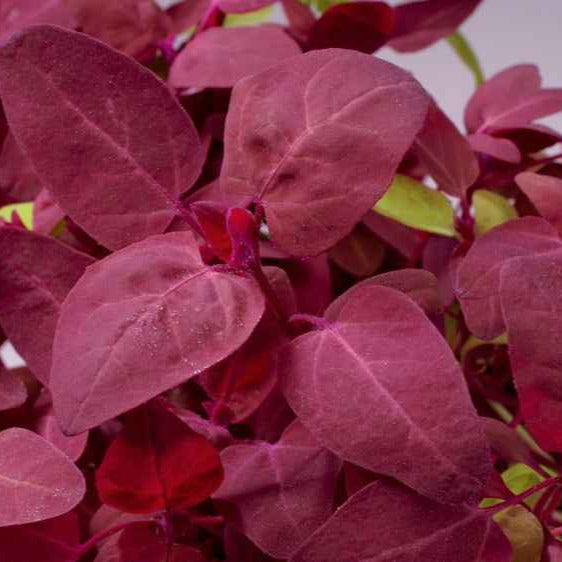 Arroche rouge Red Flash - Willemse