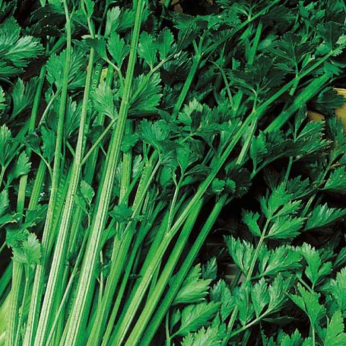 Céleri vivace à couper Bio - Apium graveolens gewone snij westlandse - Willemse