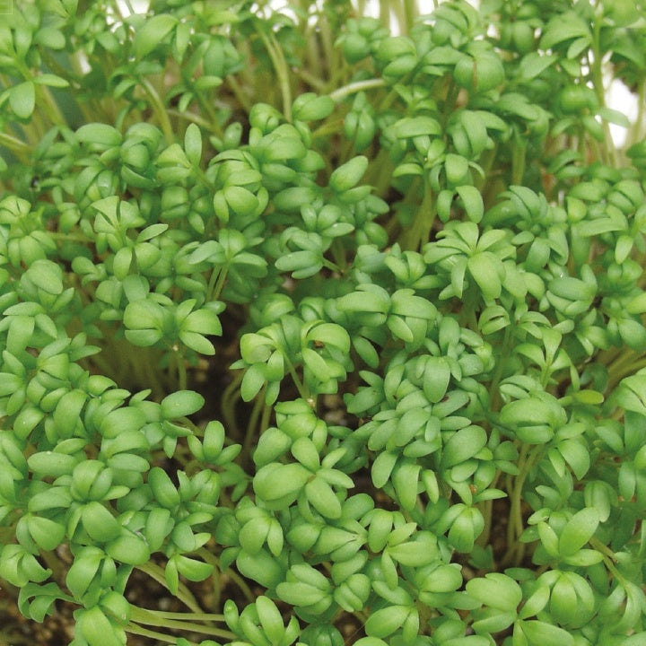 Lepidium sativum - Cresson alénois commun Bio - Graines de fruits et légumes Bio