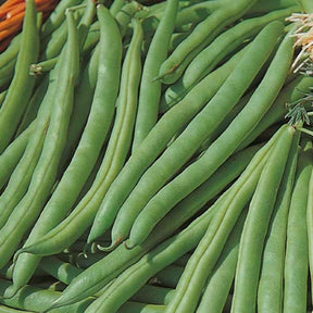 Haricot nain Speedy Bio - Phaseolus vulgaris speedy - Willemse