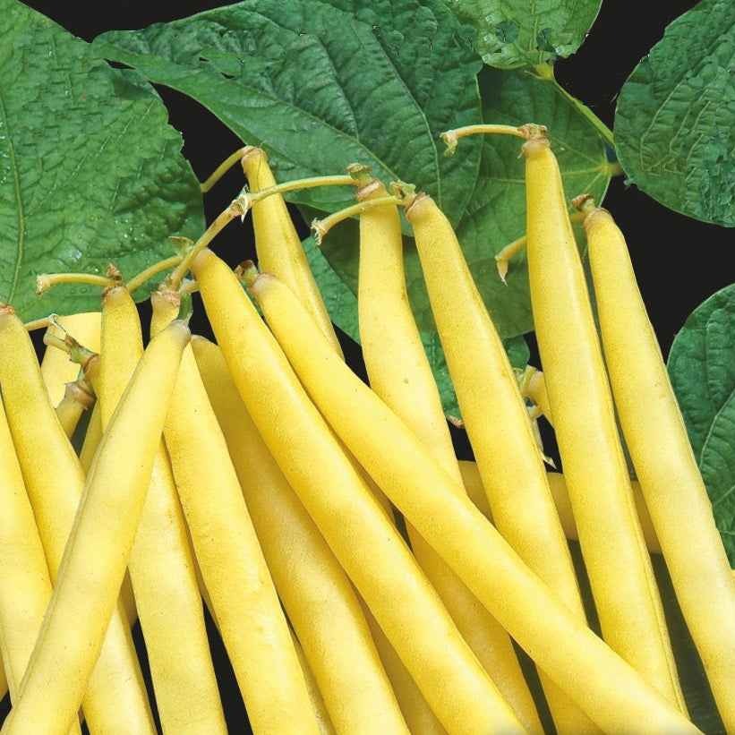 Phaseolus vulgaris orinoco wax - Haricot nain Orinoco wax - Haricots nains mangetout