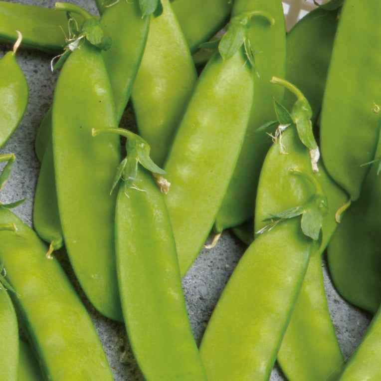 Pois mangetout Norli Bio - Willemse