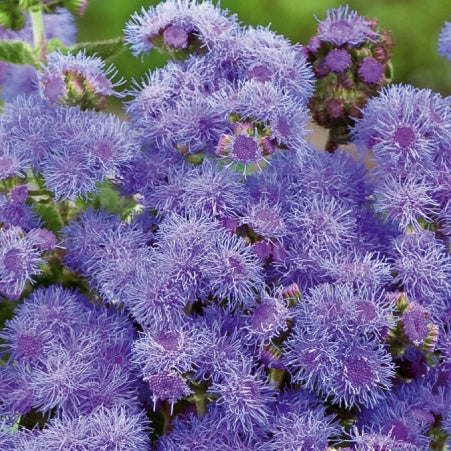 Agérate du Mexique Blue Mink - Willemse