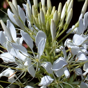 Cleome spinosa white queen - Cléome épineux White Queen - Cléome