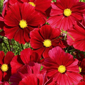 Cosmos bipinné à grande fleur Rubenza - Willemse