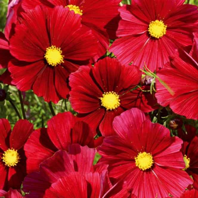 Cosmos bipinné à grande fleur Rubenza - Willemse