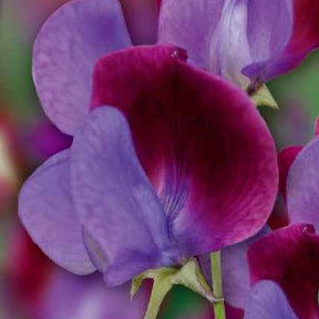 Lathyrus odoratus grandiflorus cupani's original 1699 - Pois de senteur Cupani's Original 1699 - Pois de senteur