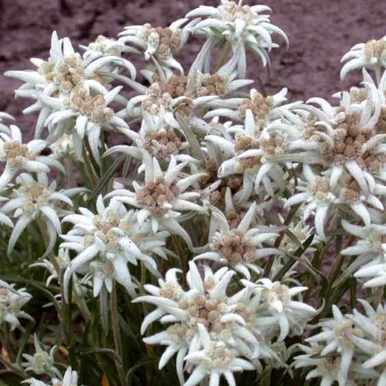 Graines de fleurs - Edelweiss vivace - Leontopodium alpinum
