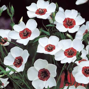 Lin à grandes fleurs Bright Eyes - Linum grandiflorum bright eyes - Willemse