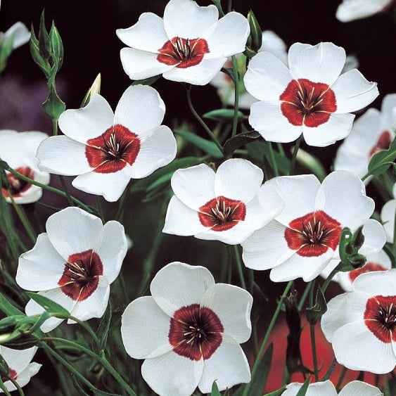 Lin à grandes fleurs Bright Eyes - Linum grandiflorum bright eyes - Willemse