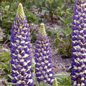 Lupin vivace Russell Hybrids The Governer - Willemse