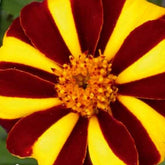 Oeillet d'Inde nain simple Mr. Majestic - Willemse