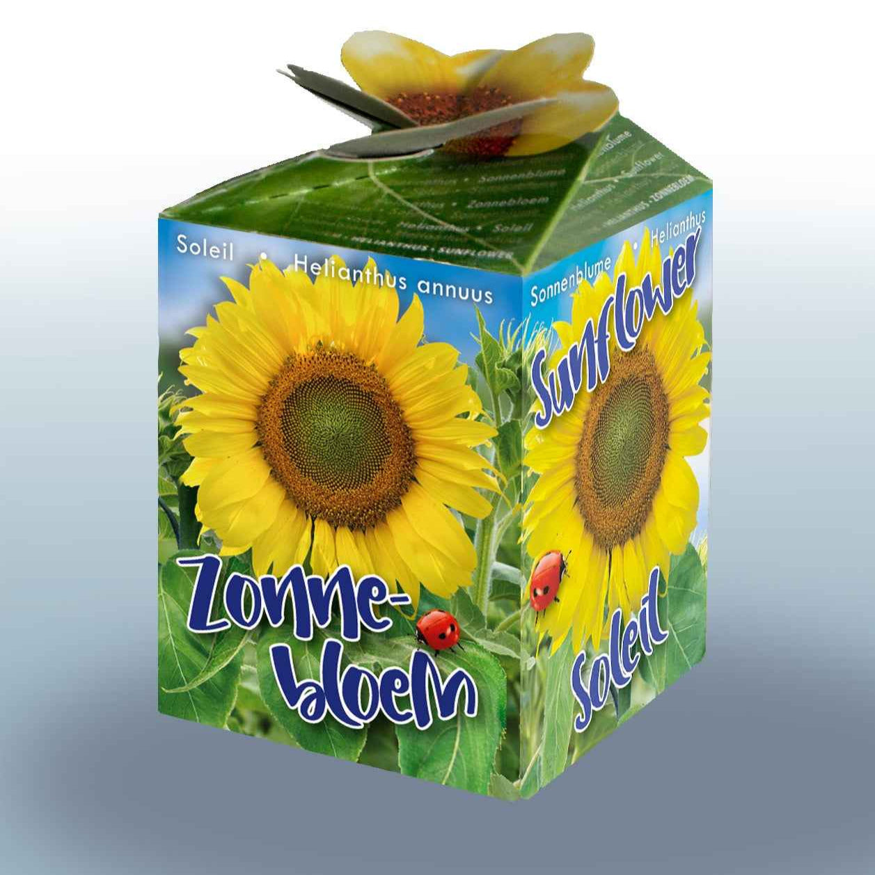 Kit Tournesol - Willemse