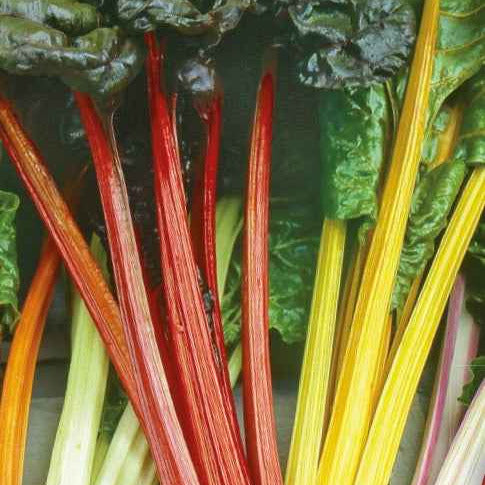 Beta vulgaris - Poirées à cardes colorées en mélange - Blettes Poirées Cardons
