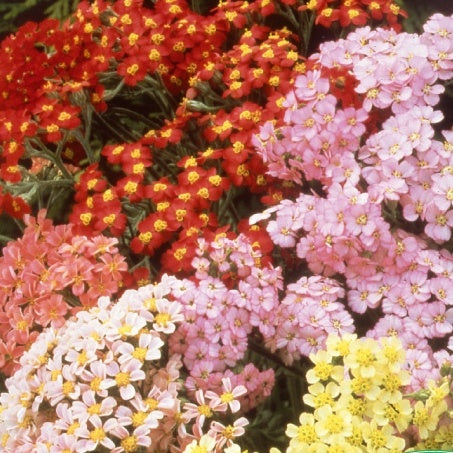 Achillées millefeuille Summer Pastels F2 en mélange - Willemse