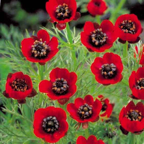Graines de fleurs - Adonis d'été Deep Red - Adonis aestivalis