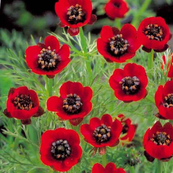 Graines de fleurs - Adonis d'été Deep Red - Adonis aestivalis