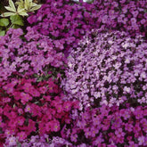 Aubriètes vivaces Cascade en mélange - Willemse