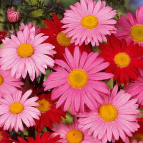 Chrysanthème vivace et Pyrèthre Robinson's Giants en mélange - Willemse