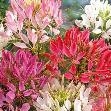 Cleome spinosa - Cléome épineux Colour Fountain en mélange - Cléome