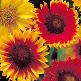 Gaillardes vivaces en mélange - Willemse
