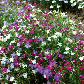 Lobélias Cascades en mélange - Lobelia erinus pendula - Willemse