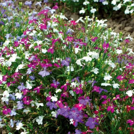 Lobélias Cascades en mélange - Lobelia erinus pendula - Willemse