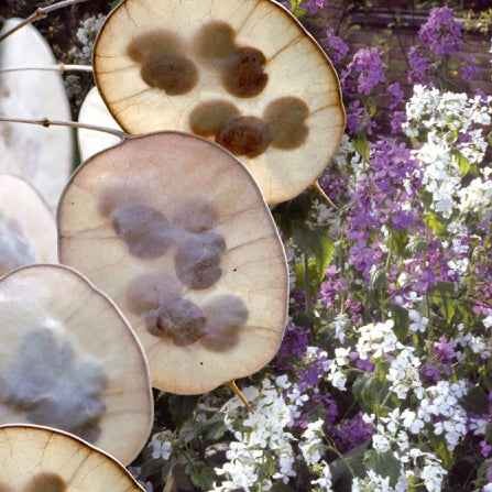Graines de fleurs - Lunaire annuelle - Monnaie du pape en mélange - Lunaria biennis annua