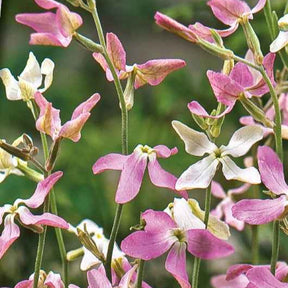 Matthiola longipetala bicornis - Giroflée du soir Scentsation en mélange - Graines de fleurs