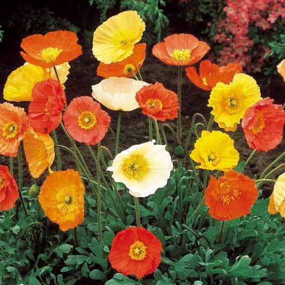Coquelicots et Pavots - Pavot d'Islande Artist's Glory en mélange - Papaver nudicaule