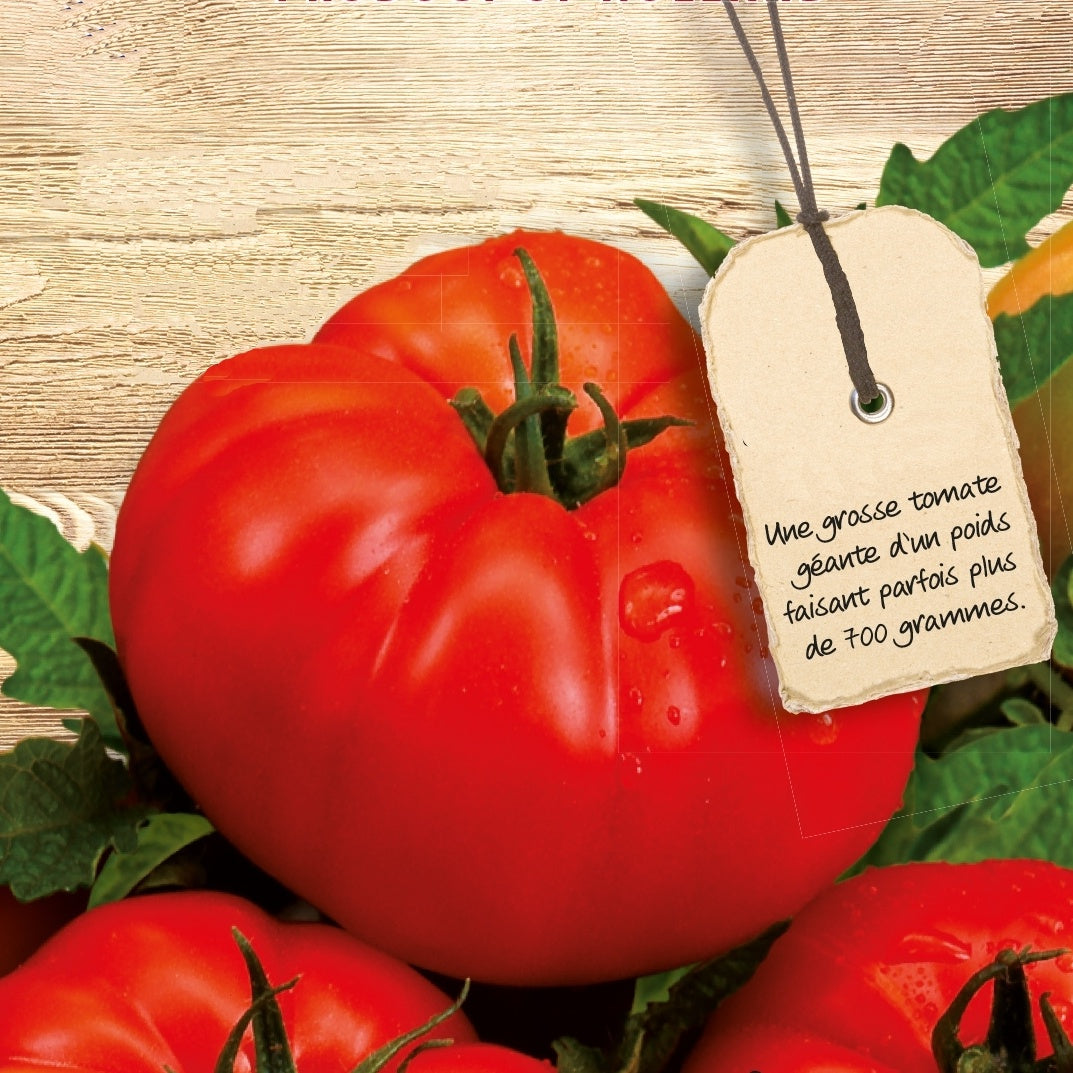Tomate Supersteak F1 - Willemse