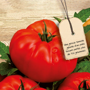 Tomate Supersteak F1 - Willemse
