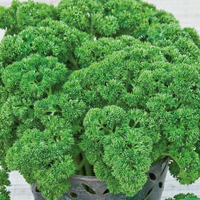 Persil nain frisée mousse Xenon Wega - Willemse