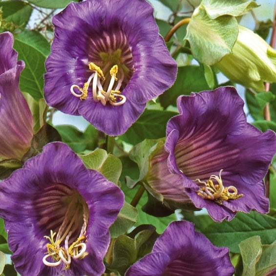 Cobée grimpante Violet Blue Bells - Willemse