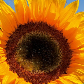 Soleil - Tournesol à fleur simple Tall Sunrich Orange F1 - Willemse