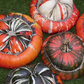 Cucurbita Coloquintes annuelle Turban des Turcs - Willemse
