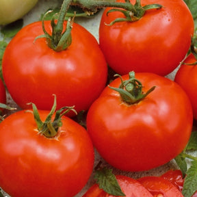 Tomate Moneymaker - Willemse