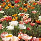 Pavot de Californie à fleurs simples en mélange - Willemse