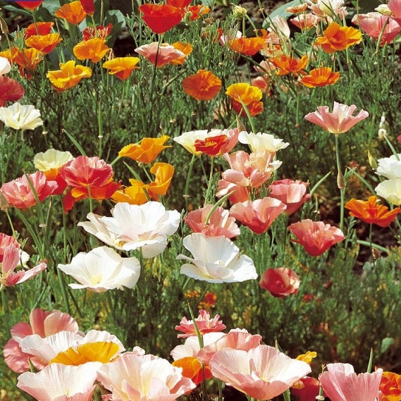 Pavot de Californie à fleurs simples en mélange - Willemse