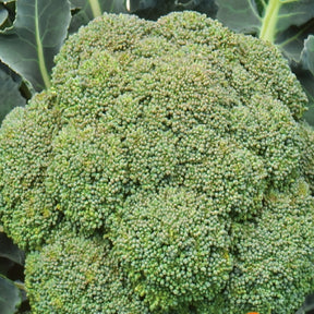 Vente Chou brocoli Calabrese Natalino - Brassica oleracea Calabrese Natalino