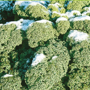 Chou frisé d'hiver demi nain Westlandse Winter Bio - Willemse