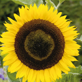 Helianthus annuus giganteus - Tournesol à fleur géante Bio - Tournesol - Helianthus