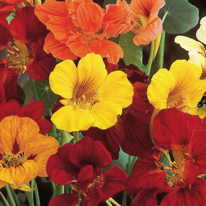 Tropaeolum majus - Capucines à grandes fleurs simples en mélange Bio - Plantes grimpantes à semer