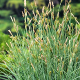 Laîche faux Panic - Carex - Willemse